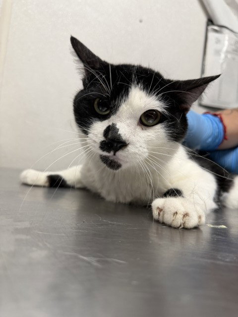 KARL, Adult Domestic Short Hair (medium coat), cat for adoption in Eastvale, California