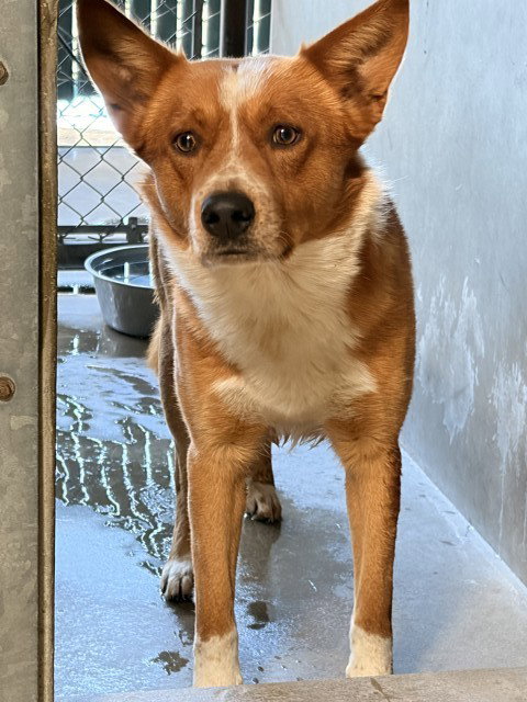 BILLY, an adoptable Queensland Heeler in San Bernardino, CA