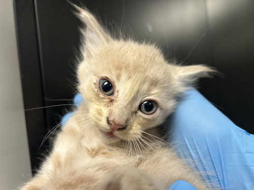 PORTOS, an adoptable Domestic Short Hair in San Bernardino, CA