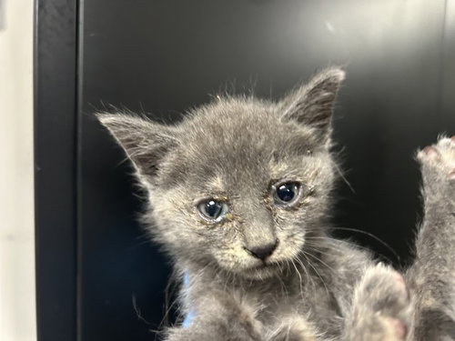 CHARLOTTE, an adoptable Domestic Short Hair in San Bernardino, CA