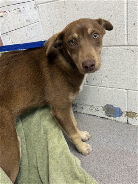 RUBY, an adoptable Doberman Pinscher in San Bernardino, CA
