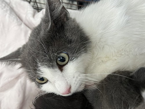 PAM, Young Domestic Short Hair (medium coat), cat for adoption in Eastvale, California