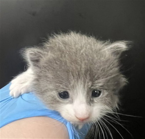 JAN, Baby Domestic Short Hair (medium coat), cat for adoption in Eastvale, California