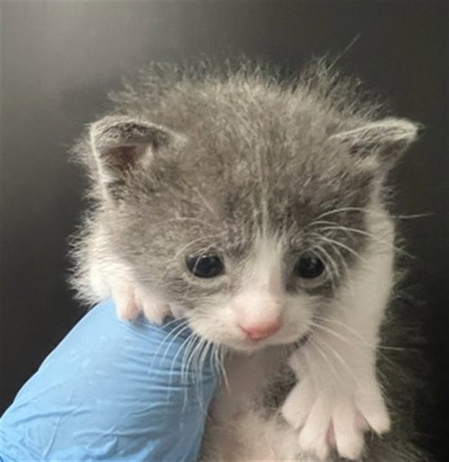 KAREN, Baby Domestic Short Hair (medium coat), cat for adoption in Eastvale, California