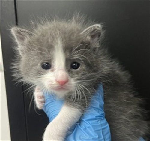 JIM, Baby Domestic Short Hair (medium coat), cat for adoption in Eastvale, California