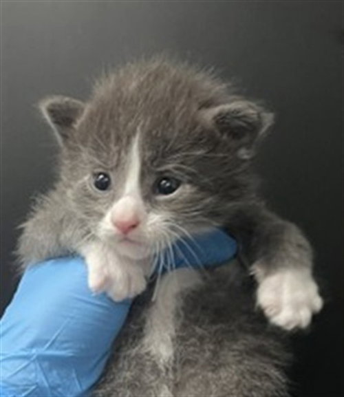 KELLY, Baby Domestic Short Hair (medium coat), cat for adoption in Eastvale, California