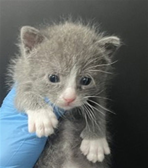 DWIGHT, Baby Domestic Short Hair (medium coat), cat for adoption in Eastvale, California