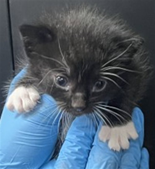 MICHAEL, Baby Domestic Short Hair (medium coat), cat for adoption in Eastvale, California