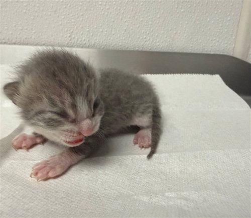 PETE, an adoptable Domestic Short Hair in San Bernardino, CA
