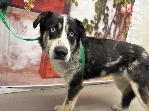 JERRY, an adoptable Collie in San Bernardino, CA