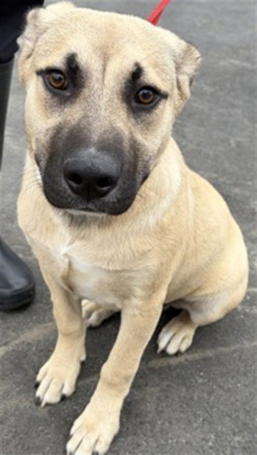 BIG BOY - German Shepherd Dog / Pit Bull Terrier available for adoption
