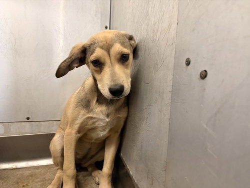 RAMIE JR, an adoptable German Shepherd Dog in San Bernardino, CA