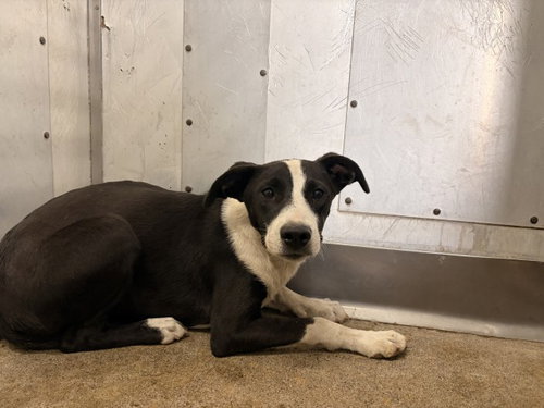 SWEETIE - German Shepherd Dog / Pit Bull Terrier available for adoption
