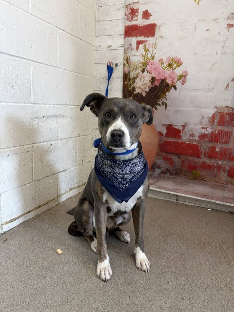 WAYNE, an adoptable Pit Bull Terrier in San Bernardino, CA