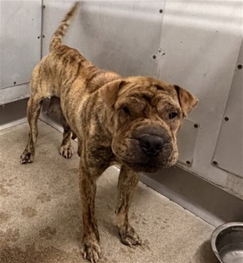 FRANCINE, an adoptable Chinese Shar-Pei in San Bernardino, CA