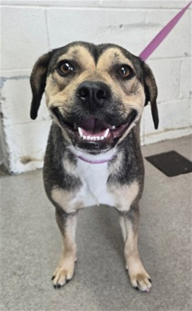 IRIS, an adoptable Beagle in San Bernardino, CA