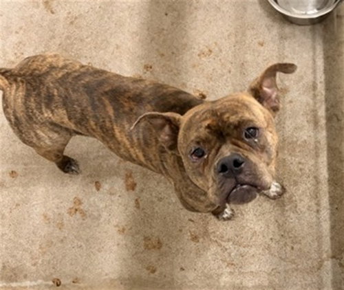 GLINDA, an adoptable Boxer in San Bernardino, CA