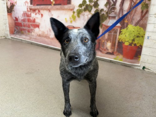 STAR, an adoptable Queensland Heeler in San Bernardino, CA