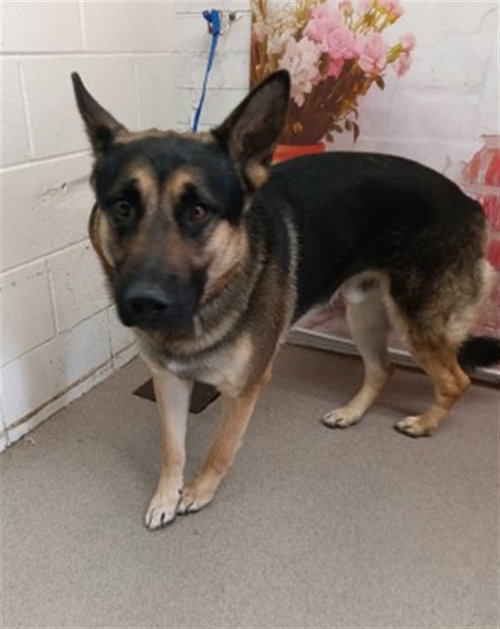 KODA, an adoptable German Shepherd Dog in San Bernardino, CA