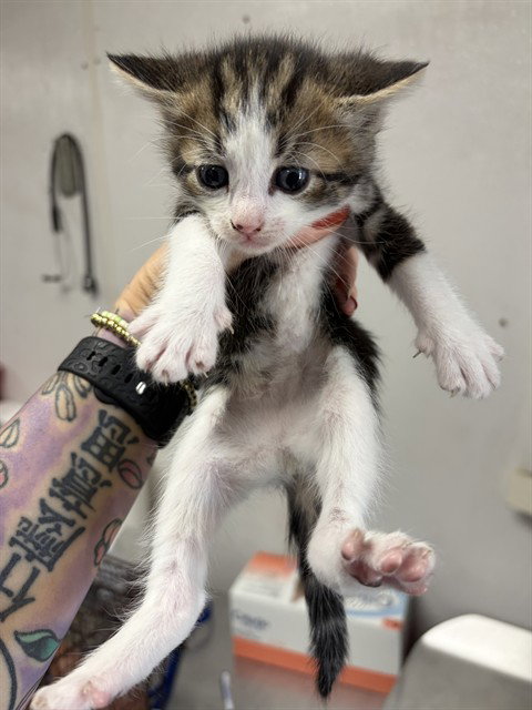 A592735, Baby Domestic Medium Hair (medium coat), cat for adoption in Eastvale, California