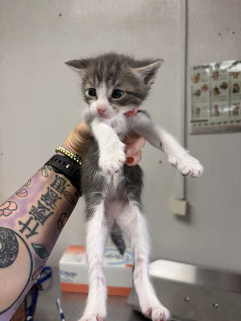 RUBY, Baby Domestic Medium Hair (medium coat), cat for adoption in Eastvale, California