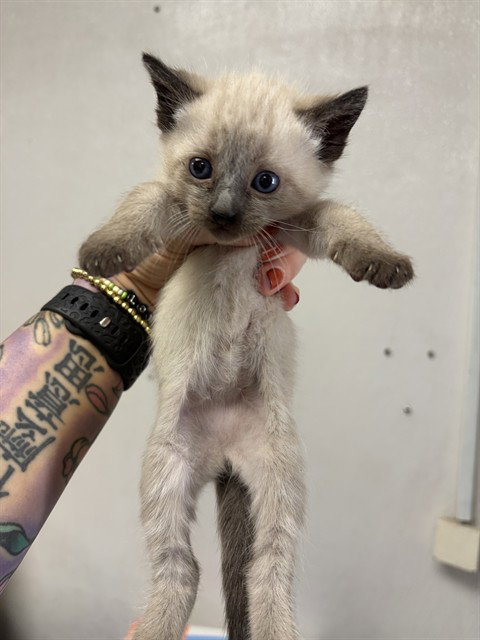 BONBON, Baby Siamese (medium coat), cat for adoption in Eastvale, California