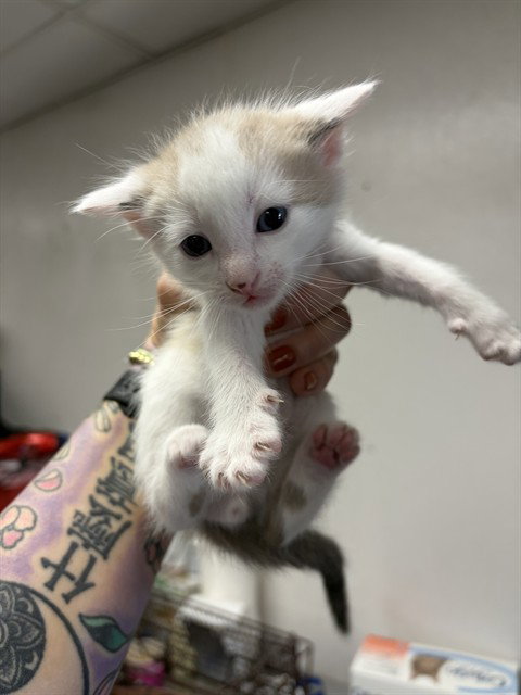 A592743, an adoptable Domestic Medium Hair in San Bernardino, CA