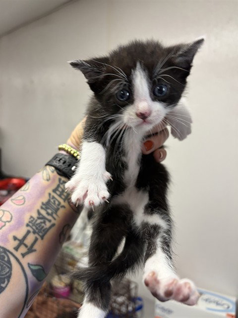 A592744, Baby Domestic Medium Hair (medium coat), cat for adoption in Eastvale, California