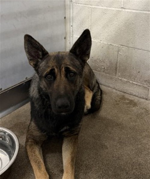 ROBIN, an adoptable Dutch Shepherd in San Bernardino, CA
