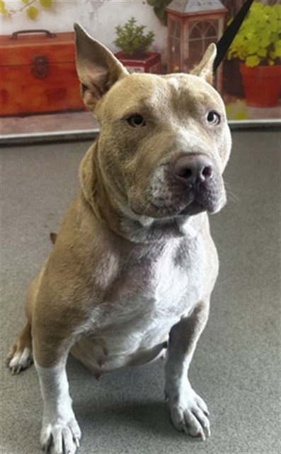PRINCESS, an adoptable Pit Bull Terrier in San Bernardino, CA