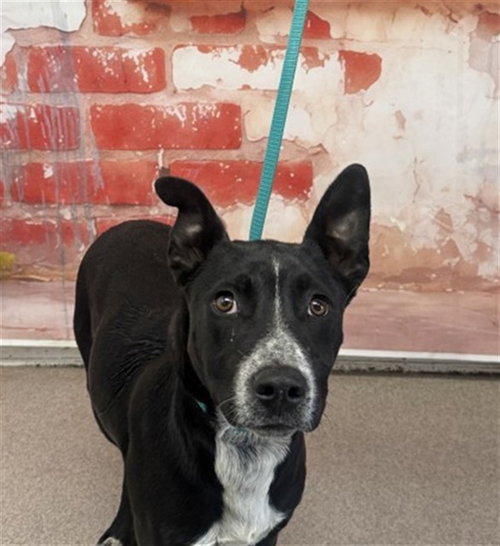 XAVIER, an adoptable Australian Cattle Dog in San Bernardino, CA
