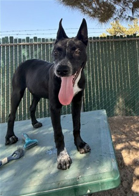 XAVIER, an adoptable Australian Cattle Dog in San Bernardino, CA