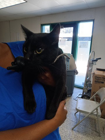 A593001, an adoptable Domestic Short Hair in San Bernardino, CA