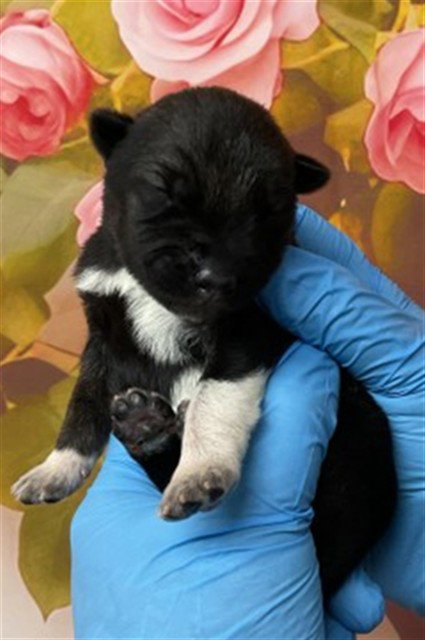 A593152, an adoptable German Shepherd Dog in San Bernardino, CA