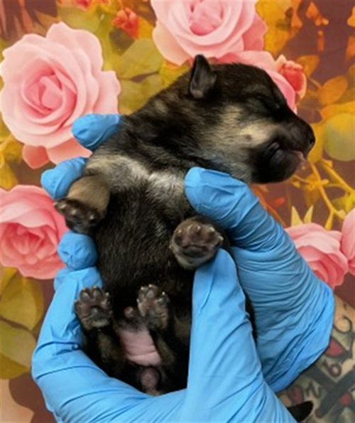 A593153 - German Shepherd Dog available for adoption