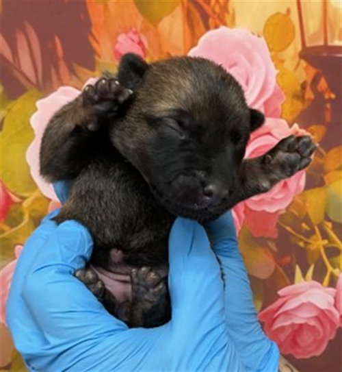 A593154 - German Shepherd Dog available for adoption