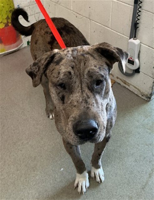 WADE, an adoptable Catahoula Leopard Dog in San Bernardino, CA