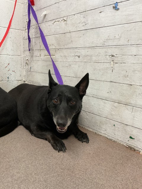BETTY, an adoptable Cardigan Welsh Corgi in San Bernardino, CA