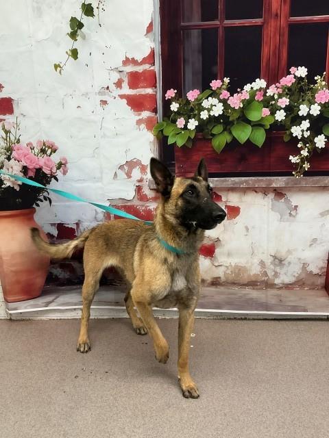 NOVA