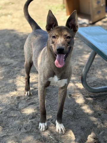 PAULINA, an adoptable Belgian Shepherd Malinois in San Bernardino, CA