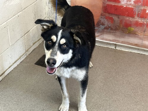 DALTON, an adoptable Australian Shepherd in San Bernardino, CA