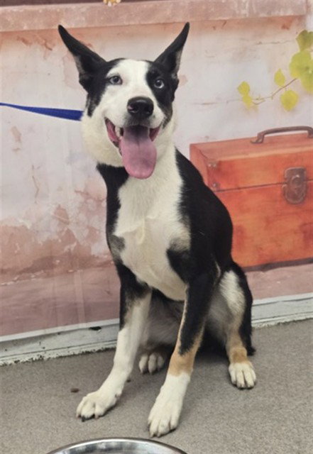 AMY, an adoptable Australian Kelpie in San Bernardino, CA
