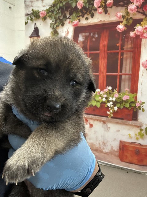 DOLLY, an adoptable Siberian Husky in San Bernardino, CA