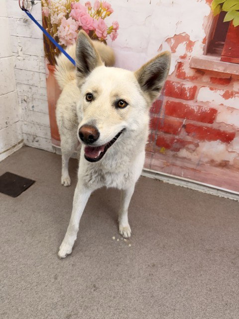 CINDY LOU, an adoptable Siberian Husky in San Bernardino, CA