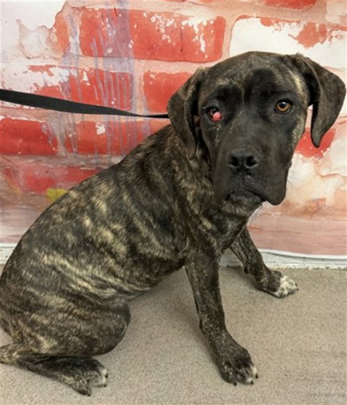 LUZ, an adoptable Mastiff in San Bernardino, CA