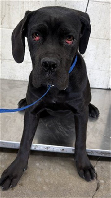 NOCHE, an adoptable Mastiff in San Bernardino, CA