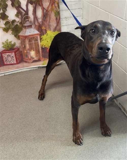 PABLO, an adoptable Doberman Pinscher in San Bernardino, CA