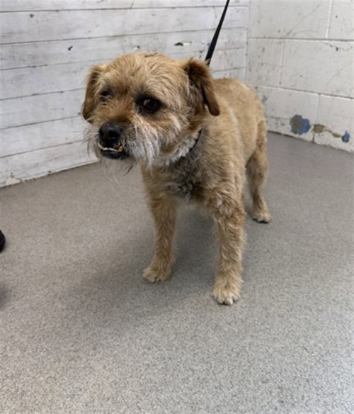 RIPPLE, an adoptable Border Terrier in San Bernardino, CA