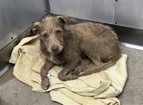 RAVEN, an adoptable Cairn Terrier in San Bernardino, CA