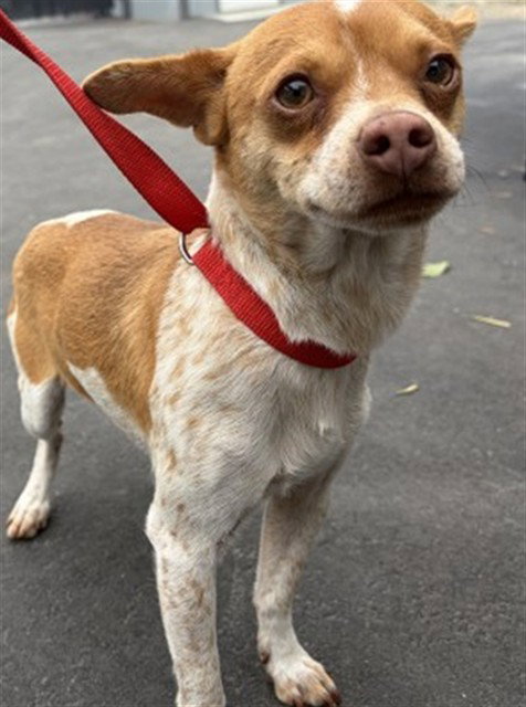 VELMA, an adoptable Chihuahua in San Bernardino, CA